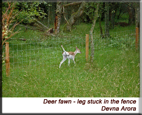 Devna Arora - Deer fawn stuck in a fence